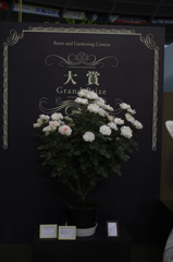 2010年大賞花