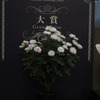 2010年大賞花