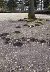道