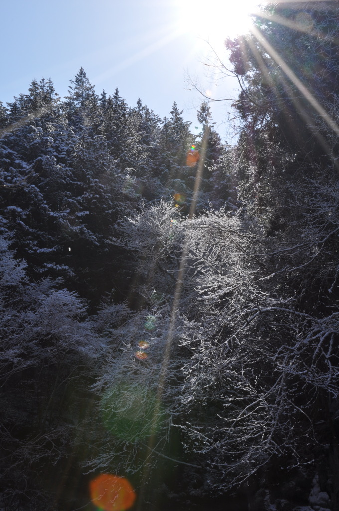 雪桜