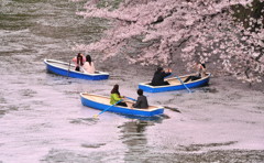 桜のヴェール