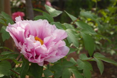 百花の王