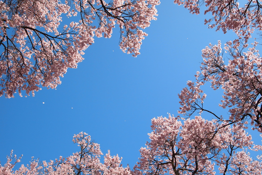 空の河　花の岸