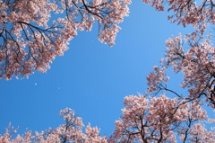 空の河　花の岸