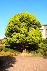 樹_新緑