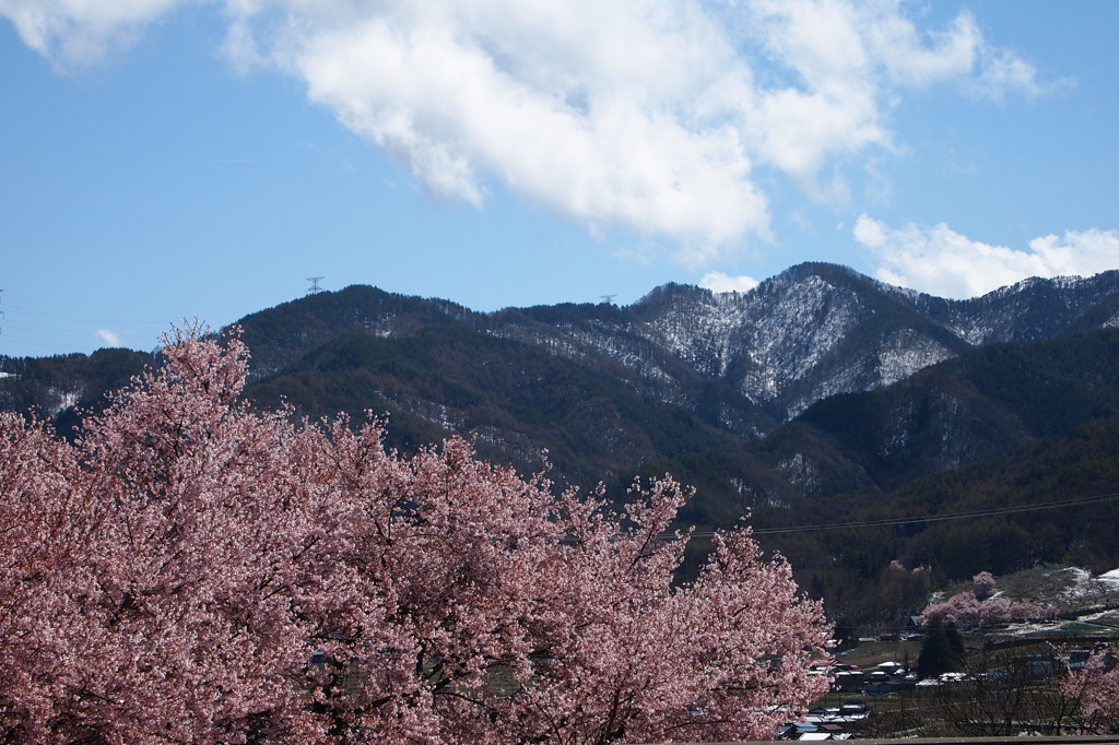 雪山を望む