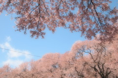 薫風
