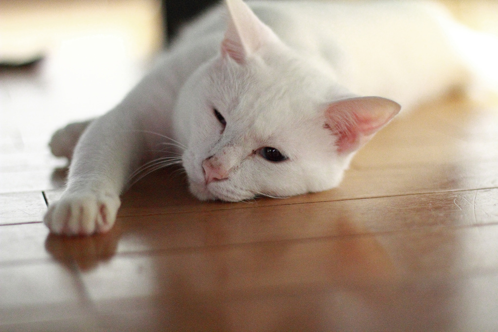 ねむい。