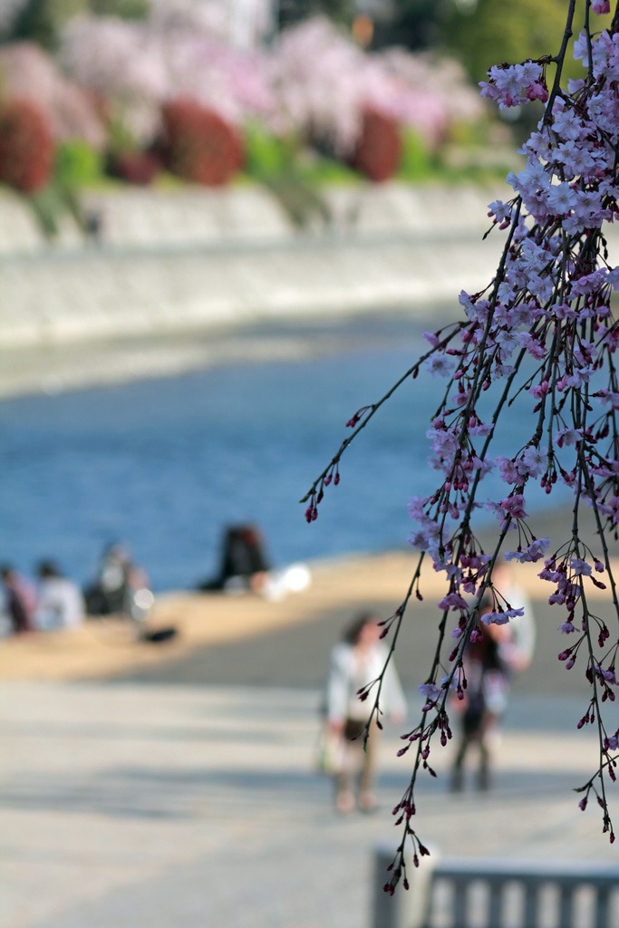 桜の向こう川・・・。