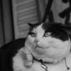 モノクロにゃラン