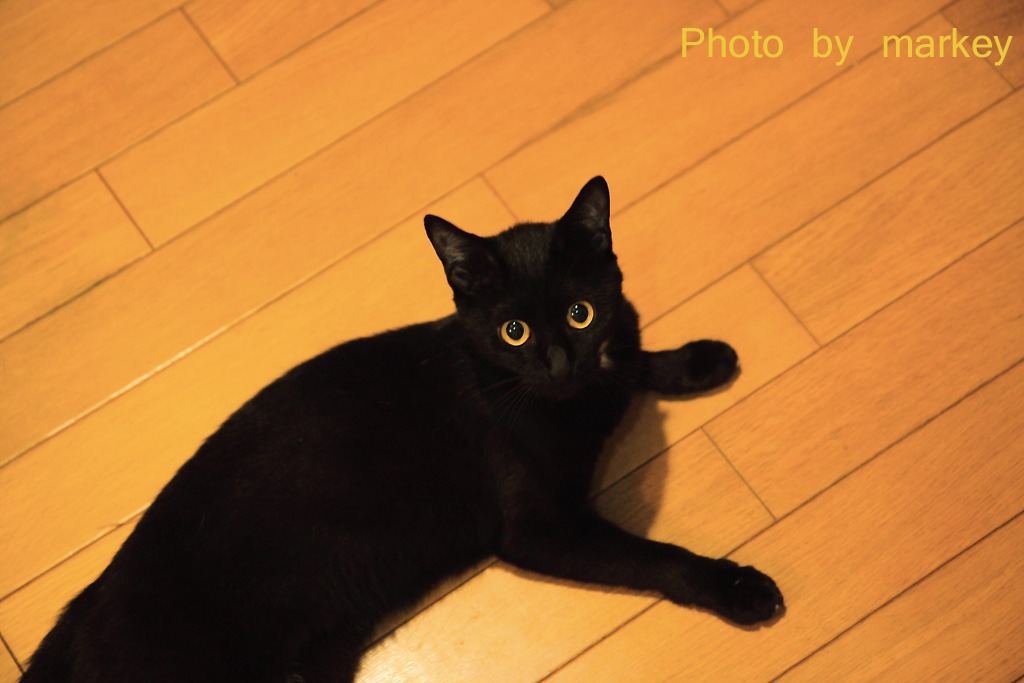 黒猫