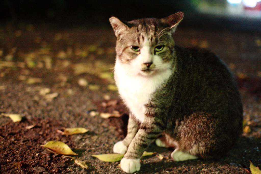 将軍塚の猫