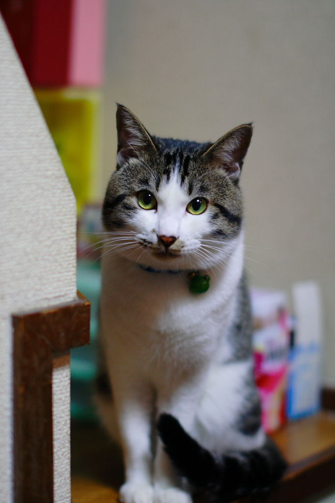 なんか、くれるの？