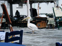 DSCF0445