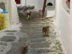 IMG_0816