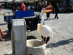 IMG_0856