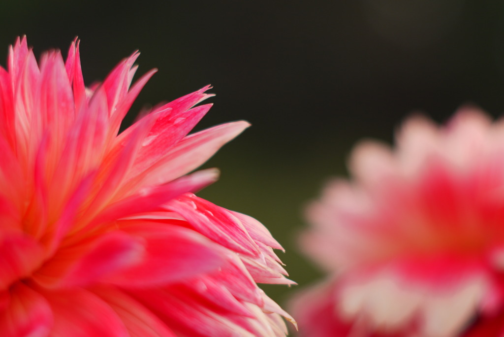 花として華として