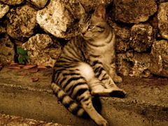 黄昏猫兵衛