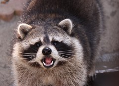 あらいぐま