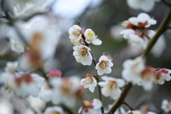 梅