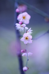 梅