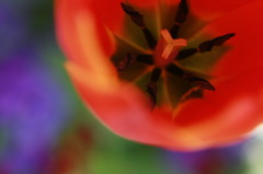 ちゅーーりっっぷぅ