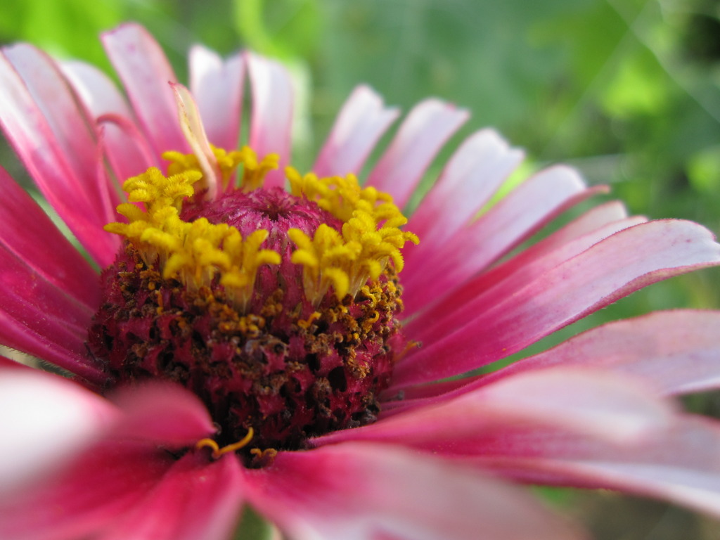 ぴんくときいろ