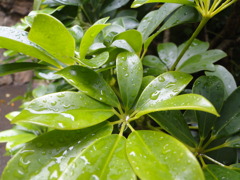 雨