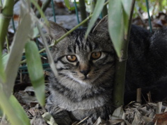 浪猫？