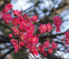 梅の花