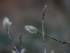 雪柳