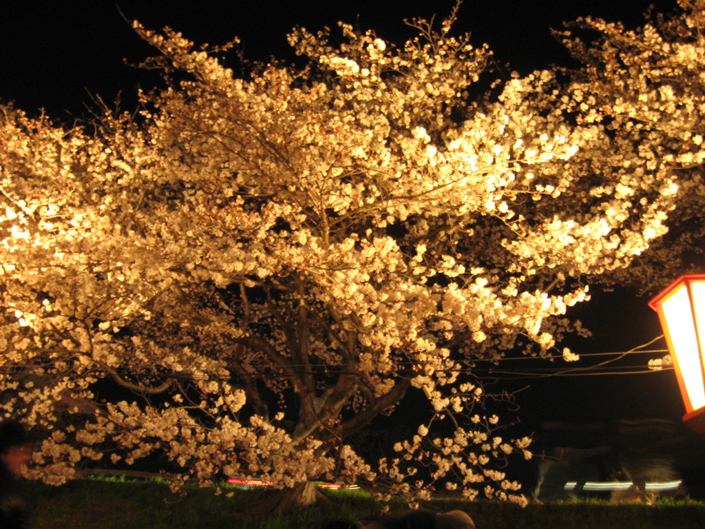 花見・夜