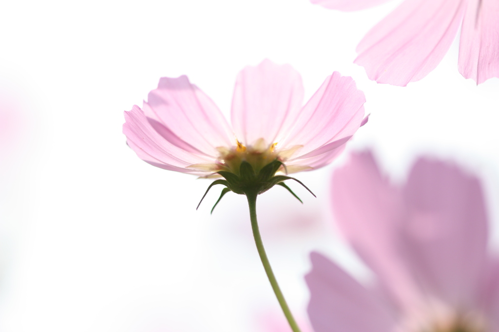 薄紅の～♪