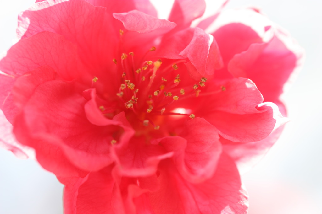 紅白