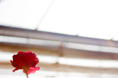 白とび！？白と美