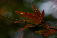 不格好なモミジ