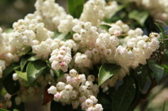 何の花ですか？