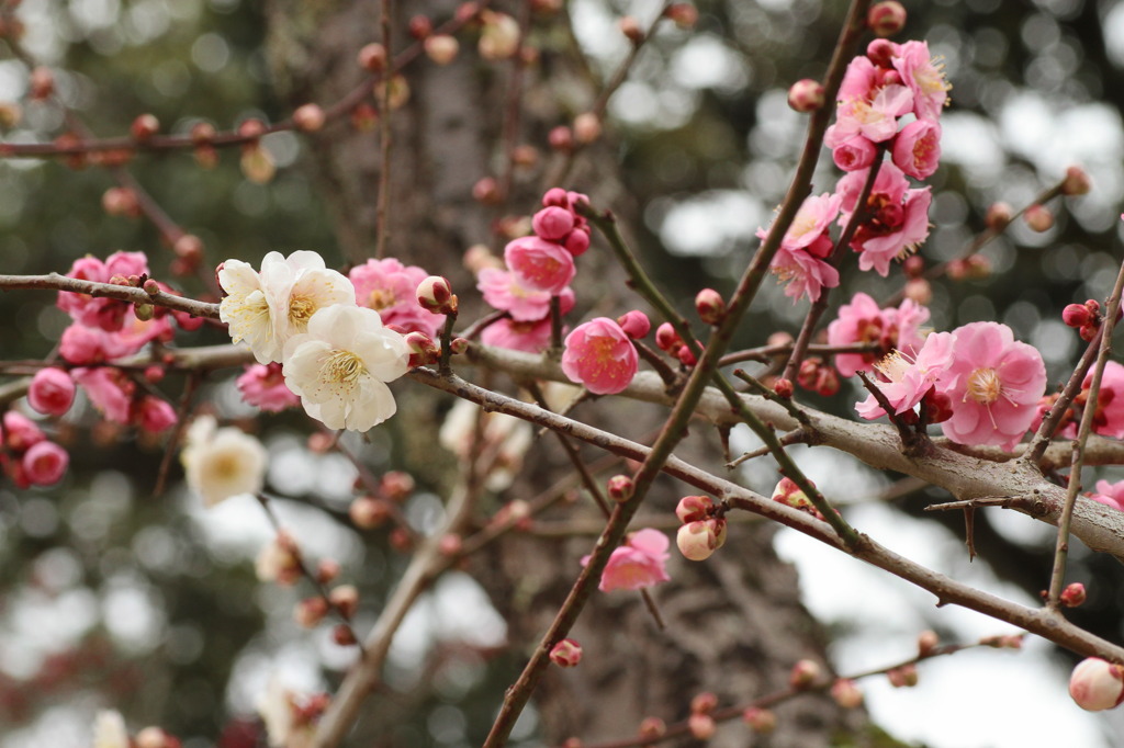 一本の木に紅白の花