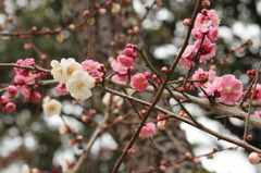 一本の木に紅白の花