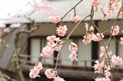 屋形船の前にて