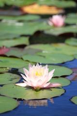 近所の池の睡蓮