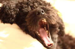 大あくび～