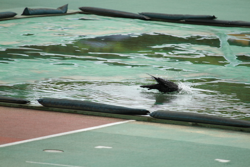 からすの行水