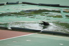 からすの行水