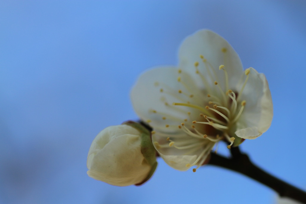 青空に蕾