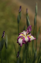 菖蒲