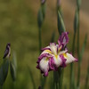 菖蒲