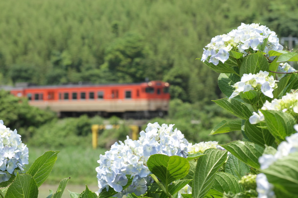 紫陽花公園にて