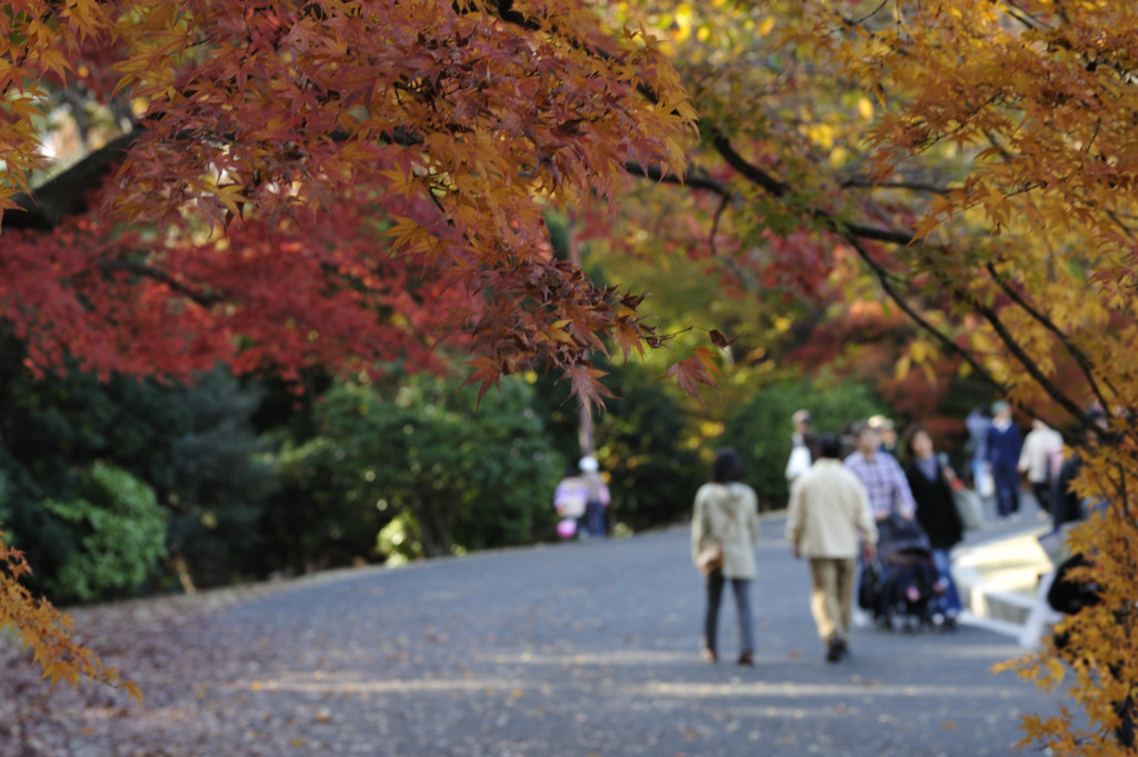 紅葉トンネル