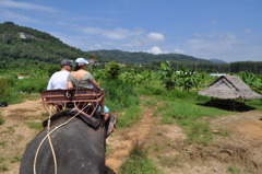 Elephant trekking　in phuket